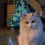 Yuni a rejoint le concours — aidez-le/la à gagner de superbes lots ! cat, fluffy, white_cat, christmas_tree, lights, living_room, holiday, decorations, cozy, indoor, furniture, couch, wood_floor, ornaments, pet, animal, festive, soft_lighting, relaxing, domestic