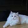 Yuni participe au concours pour gagner de l'argent avec cette photo : cat, fluffy, white_cat, blue_eyes, indoor, wooden_floor, relaxed, pet, animal, feline, cute, domestic_cat, lying_down, fur, portrait, looking_at_camera, whiskers, ears, soft, quiet