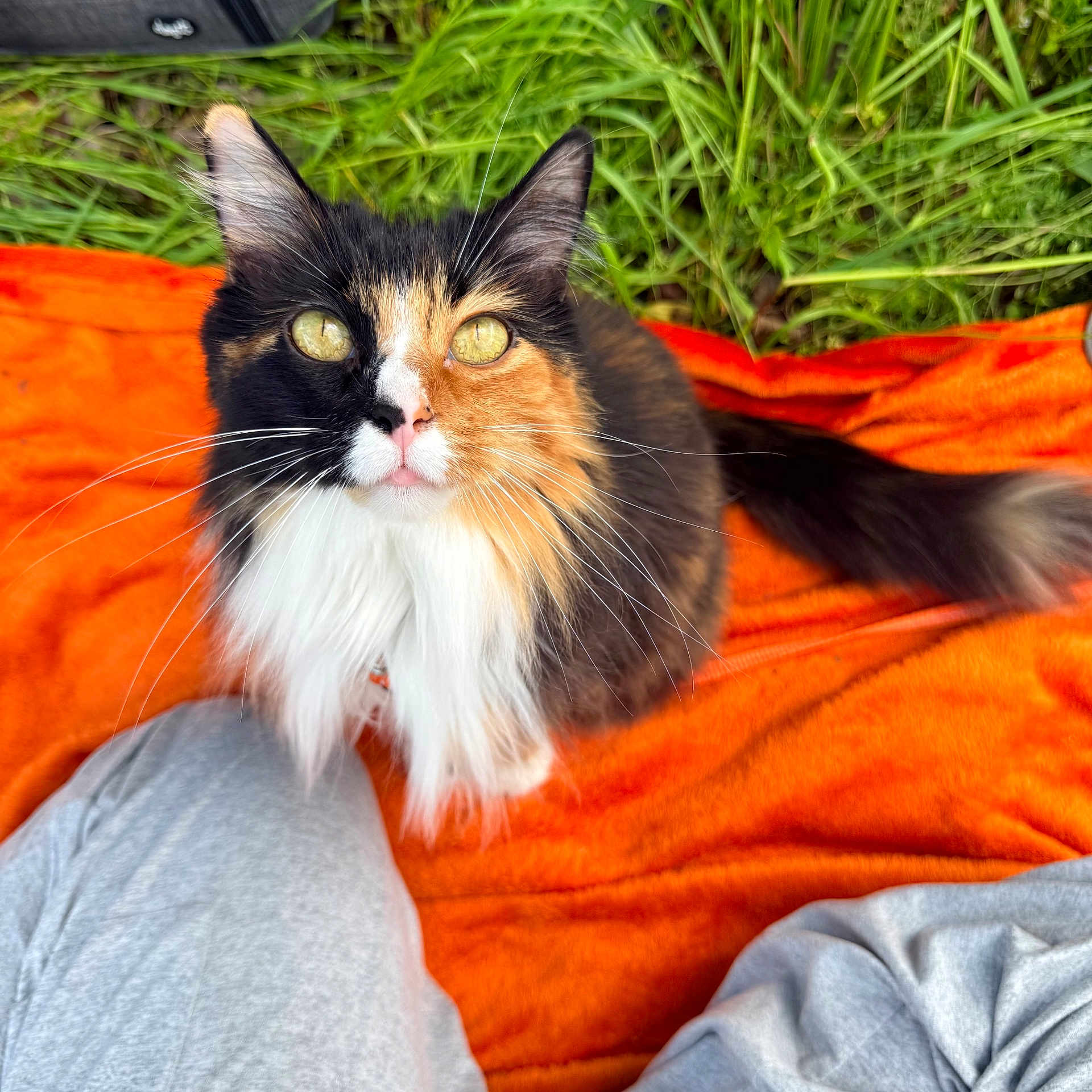 Filoue is registered to the contest to win money with this photo: abyssinian, animal, blanket, cat, cushion, face, furniture, grass, head, homedecor, kitten, lawn, manx, person, pet, photography, plant, portrait, quilt, sleeping