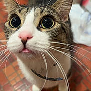 Milo is registered to the contest to win money with this photo: cat, wide_eyes, whiskers, pink_nose, curious, indoor, floor, tile_floor, pet, animal, close_up, feline, tabby, white_fur, brown_fur, collar, domestic_cat, looking_up, cute, fur