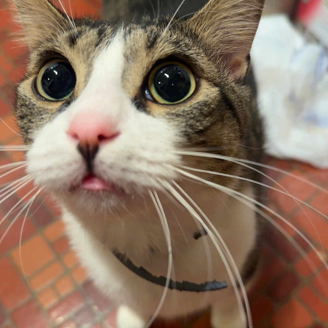 Milo is registered to the contest to win money with this photo: cat, wide_eyes, whiskers, pink_nose, curious, indoor, floor, tile_floor, pet, animal, close_up, feline, tabby, white_fur, brown_fur, collar, domestic_cat, looking_up, cute, fur