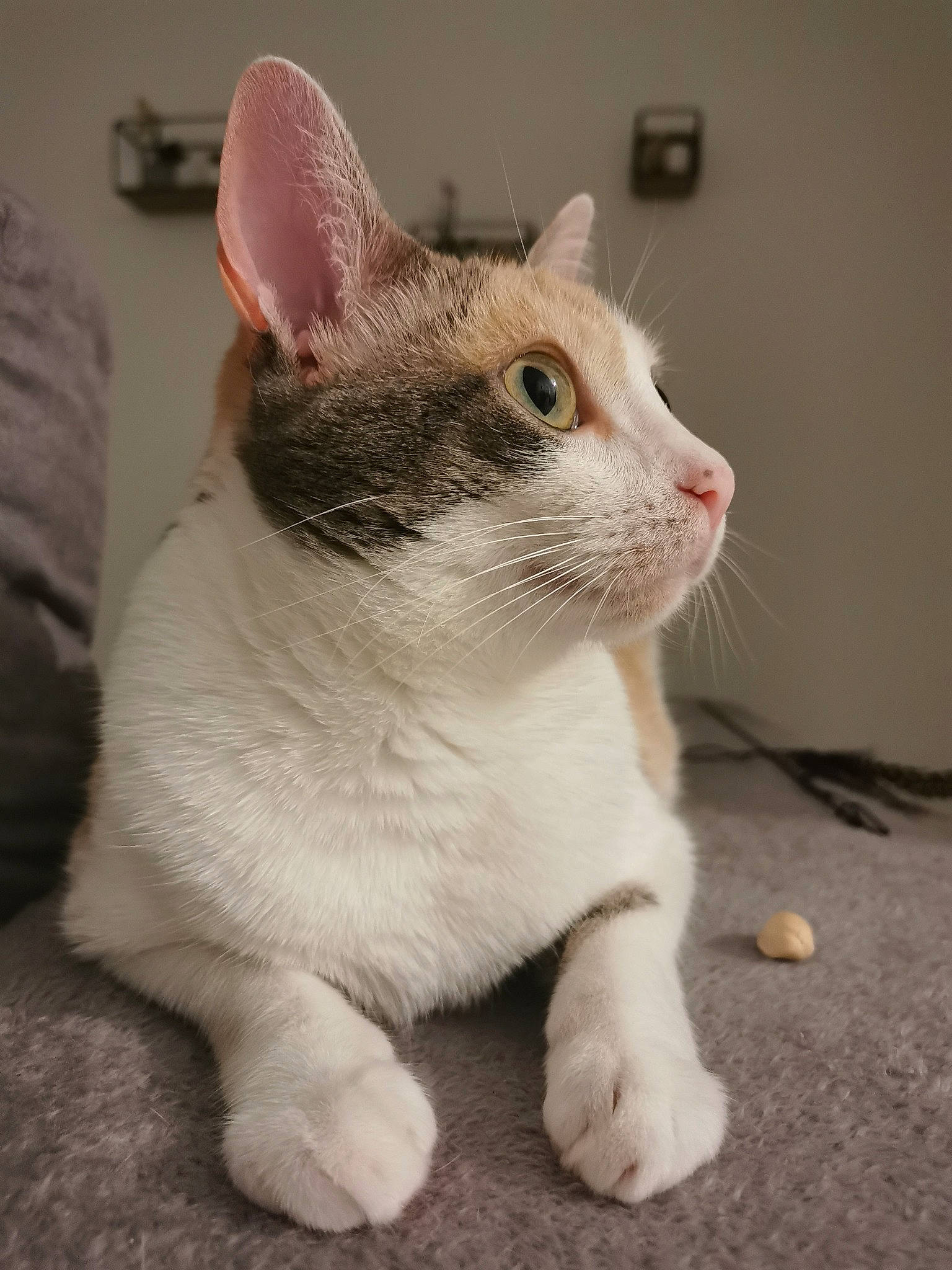 Hope participe au concours pour gagner de l'argent avec cette photo : carnivore, cat, domestic_short_haired_cat, fawn, felidae, flooring, foot, fur, paw, small_to_medium_sized_cats, snout, tail, terrestrial_animal, whiskers, window