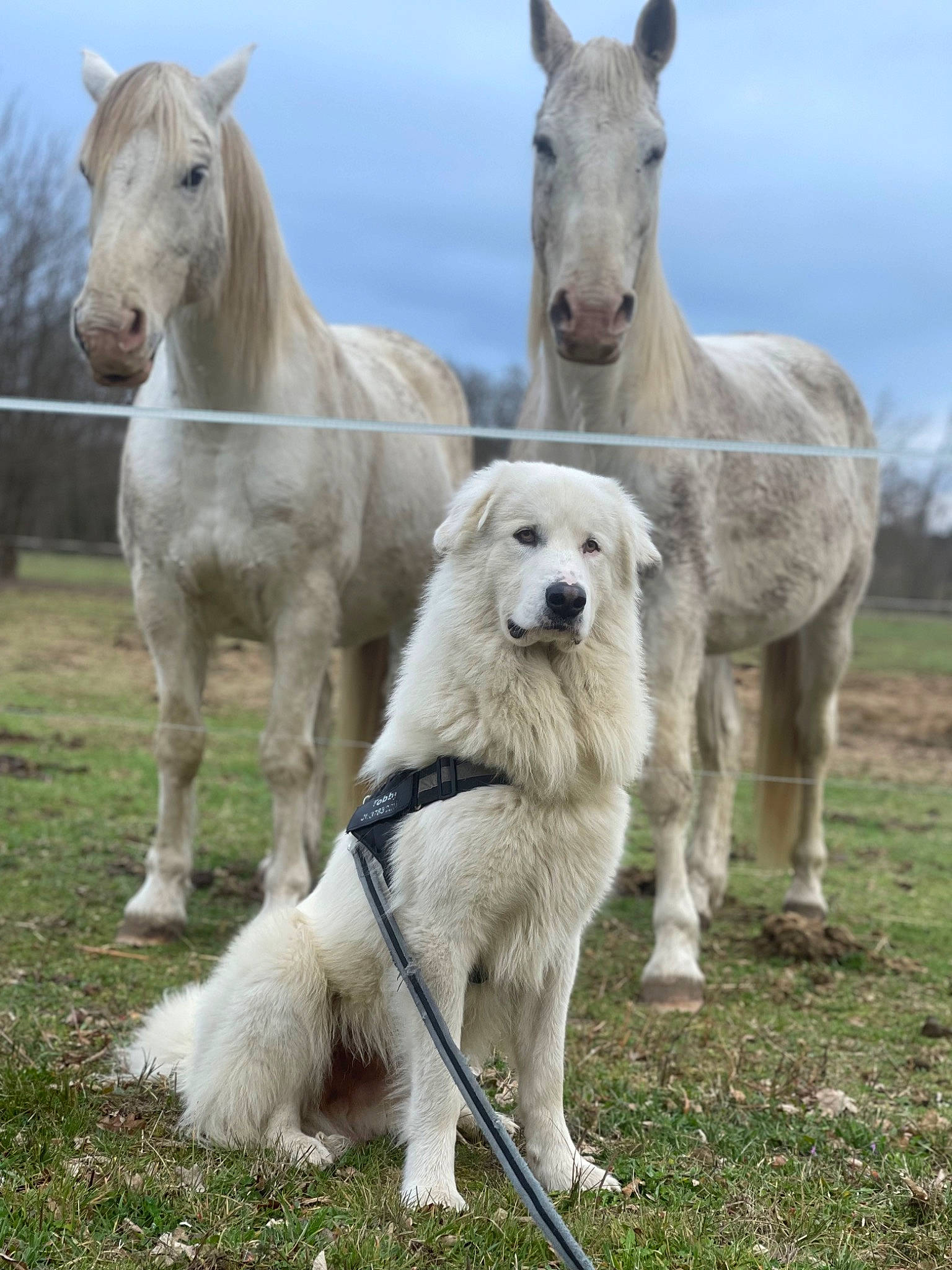 Tobby a rejoint le concours — aidez-le/la à gagner de superbes lots ! carnivore, cloud, dog, dog_breed, grass, grassland, herd, horse, landscape, livestock, mare, natural_landscape, pack_animal, pasture, sky, snout, stallion, terrestrial_animal, wildlife, working_animal