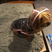 Gypsie participe au concours pour gagner de l'argent avec cette photo : animal, blue_towel, canine, cloth, curious, dog, domestic_animal, fur, gray_rug, groomed, indoor, pet, pink_trim, raincoat, rug, side_view, small_dog, table, transparent, wooden_table