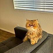Laïa joined the competition — help win amazing prizes! cat, persian_cat, orange_eyes, fluffy, indoor, couch, gray_couch, window_blinds, natural_light, pet, feline, animal, cute, fur, whiskers, sitting, looking_up, home, cozy, domestic