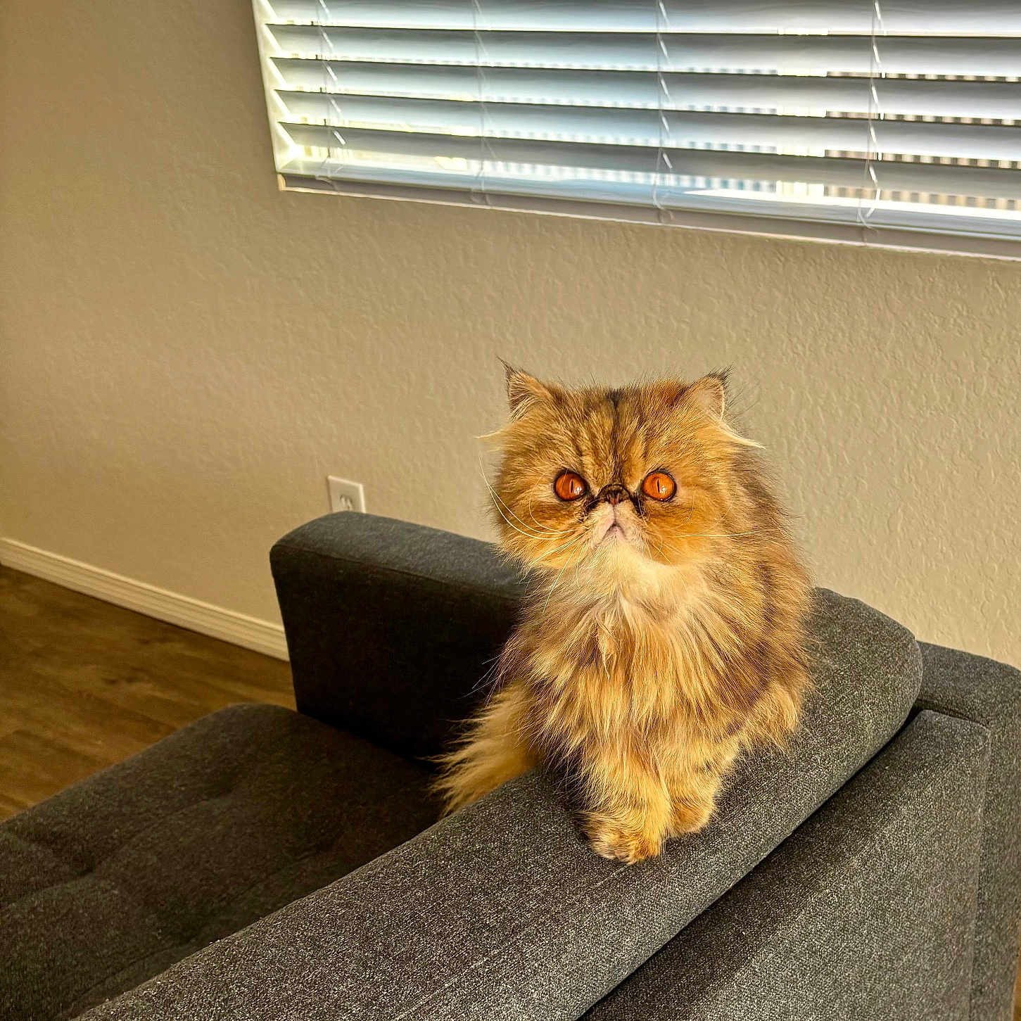 Laïa joined the competition — help win amazing prizes! animal, cat, couch, cozy, cute, domestic, feline, fluffy, fur, gray_couch, home, indoor, looking_up, natural_light, orange_eyes, persian_cat, pet, sitting, whiskers, window_blinds