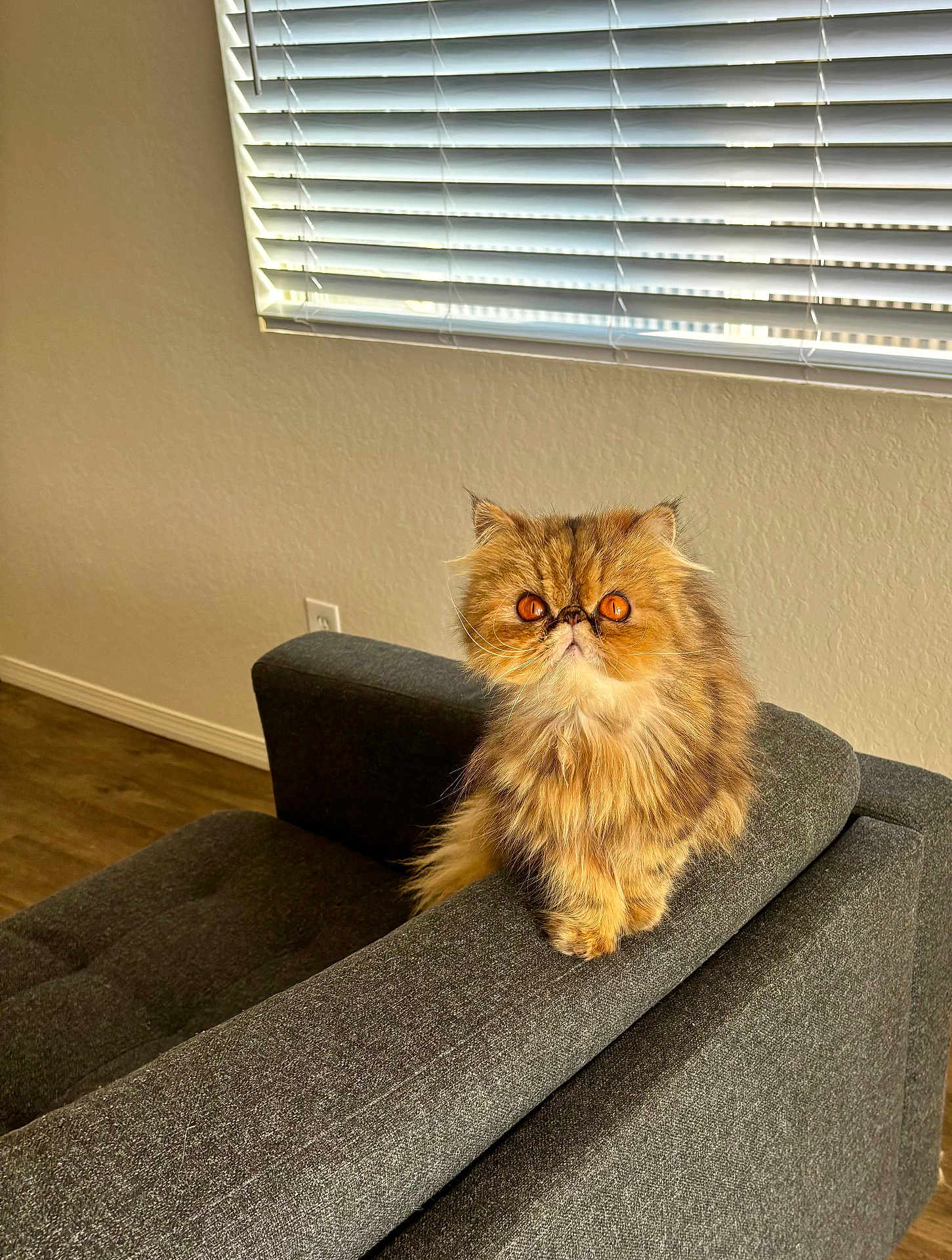 Laïa