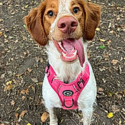 Bessie is registered to the contest to win money with this photo: dog, canine, pet, pink_harness, tongue_out, happy, outdoor, forest_floor, leaves, brown_and_white_fur, close_up, animal, playful, ears, nose, eyes, mouth, leash, nature, excited