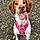 Bessie