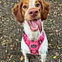 dog, canine, pet, pink_harness, tongue_out, happy, outdoor, forest_floor, leaves, brown_and_white_fur, close_up, animal, playful, ears, nose, eyes, mouth, leash, nature, excited