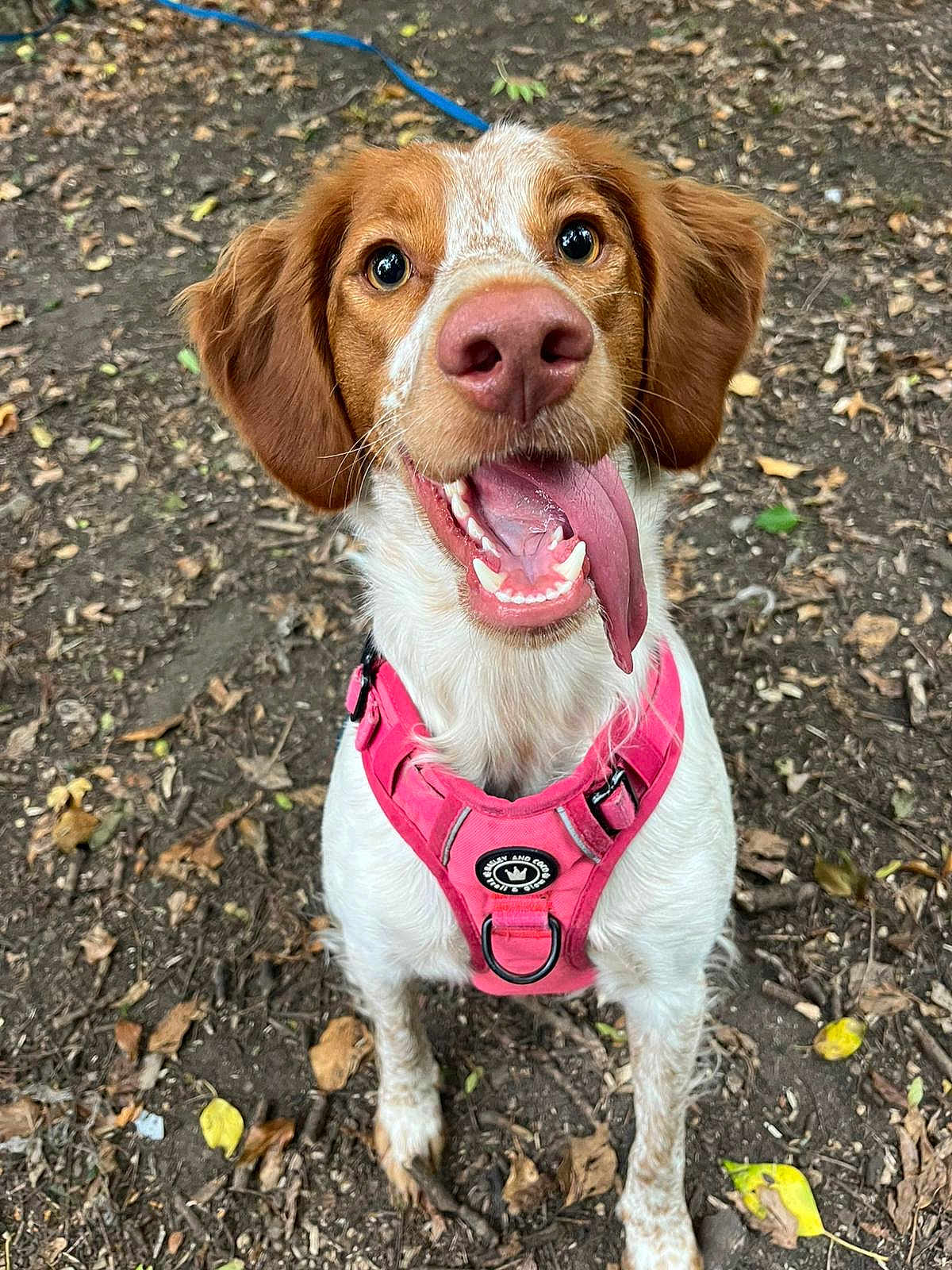 Bessie is registered to the contest to win money with this photo: dog, canine, pet, pink_harness, tongue_out, happy, outdoor, forest_floor, leaves, brown_and_white_fur, close_up, animal, playful, ears, nose, eyes, mouth, leash, nature, excited
