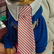 Milo is registered to the contest to win money with this photo: dog, small_dog, hoodie, tie, blue_clothing, white_collar, pet, animal, cute, portrait, indoor, person_holding, hand, clothing, canine, brown_dog, white_paws, striped_tie, fashion, expression
