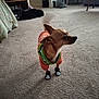 Milo is registered to the contest to win money with this photo: dog, small_dog, clothing, dog_booties, carpet, indoor, pet, animal, orange_sweater, toy_box, furniture, home, curious, brown_dog, paw_prints, four_legged, companion, cute, domestic, pet_accessories