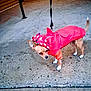 Milo joined the competition — help win amazing prizes! dog, small_dog, raincoat, red_clothing, leash, outdoor, concrete, pet, animal, canine, hooded_clothing, walking, side_view, curious, brown_dog, white_paws, tail, pet_accessory, urban, weather_protection