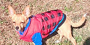 Milo joined the competition — help win amazing prizes! dog, small_dog, red_jacket, blue_sleeves, grass, outdoor, sunlight, shadow, pet, animal, canine, fur, ears, tail, daytime, nature, standing, cute, clothing, park