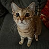 cat, tabby, kitten, pet, animal, feline, wide_eyed, curious, sitting, couch, indoors, portrait, closeup, whiskers, ears, paws, striped_fur, brown_fur, black_background, pet_photography