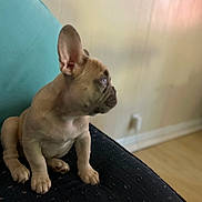 Winston is registered to the contest to win money with this photo: french_bulldog, puppy, dog, pet, indoor, couch, furniture, ears, brown, small_dog, sitting, curious, looking_away, animal, canine, domestic_animal, young, side_view, soft_light, blurred_background