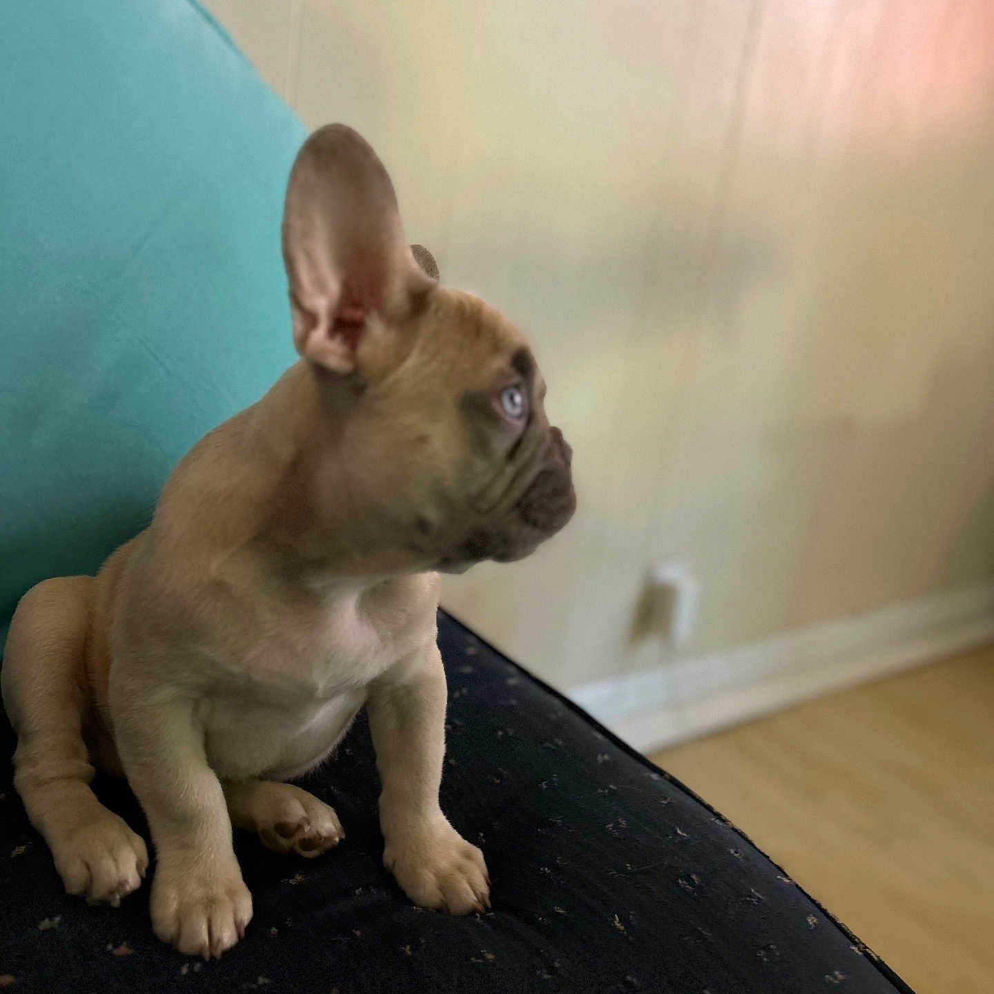 Winston is registered to the contest to win money with this photo: animal, blurred_background, brown, canine, couch, curious, dog, domestic_animal, ears, french_bulldog, furniture, indoor, looking_away, pet, puppy, side_view, sitting, small_dog, soft_light, young