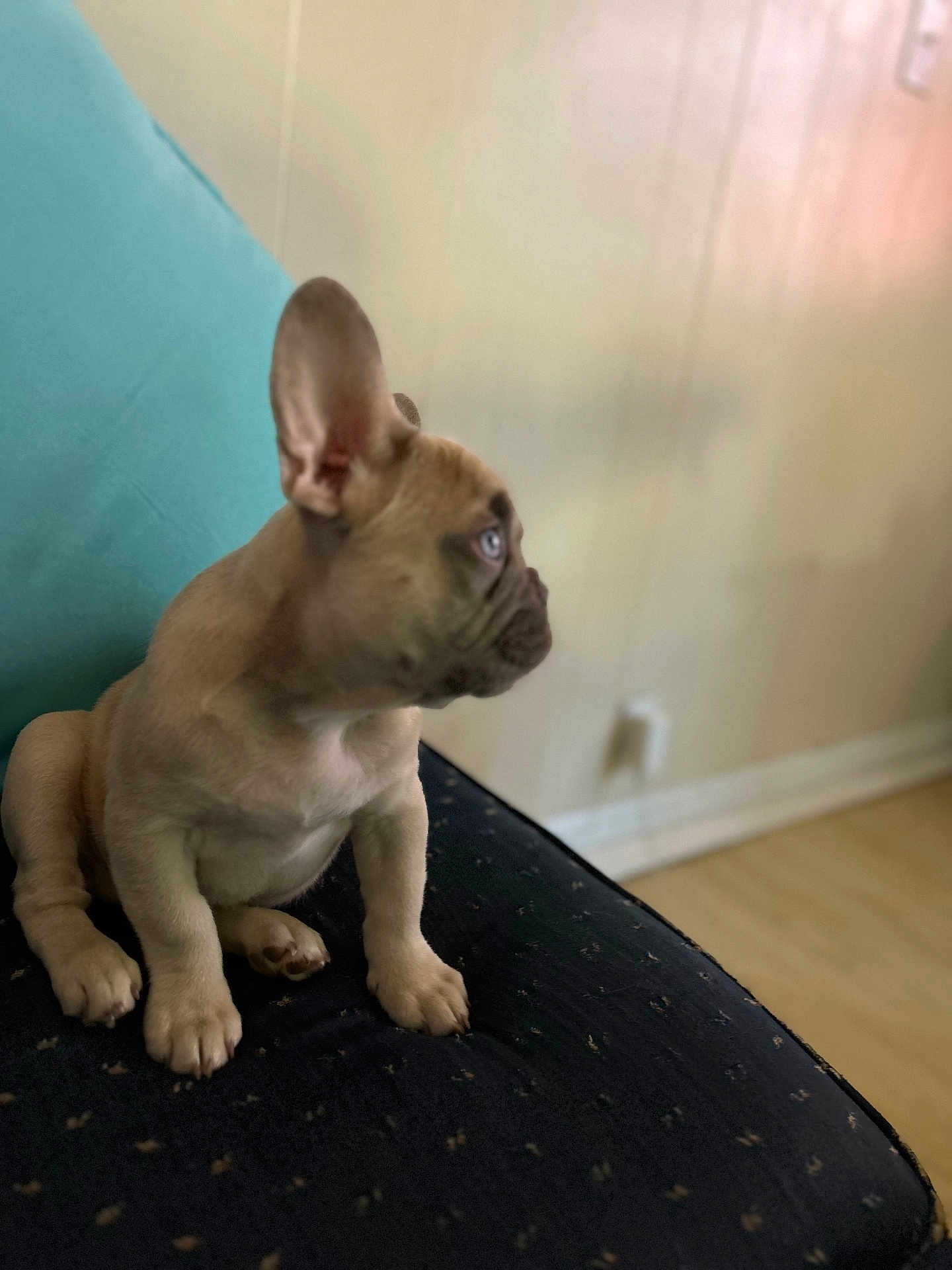 Winston is registered to the contest to win money with this photo: french_bulldog, puppy, dog, pet, indoor, couch, furniture, ears, brown, small_dog, sitting, curious, looking_away, animal, canine, domestic_animal, young, side_view, soft_light, blurred_background