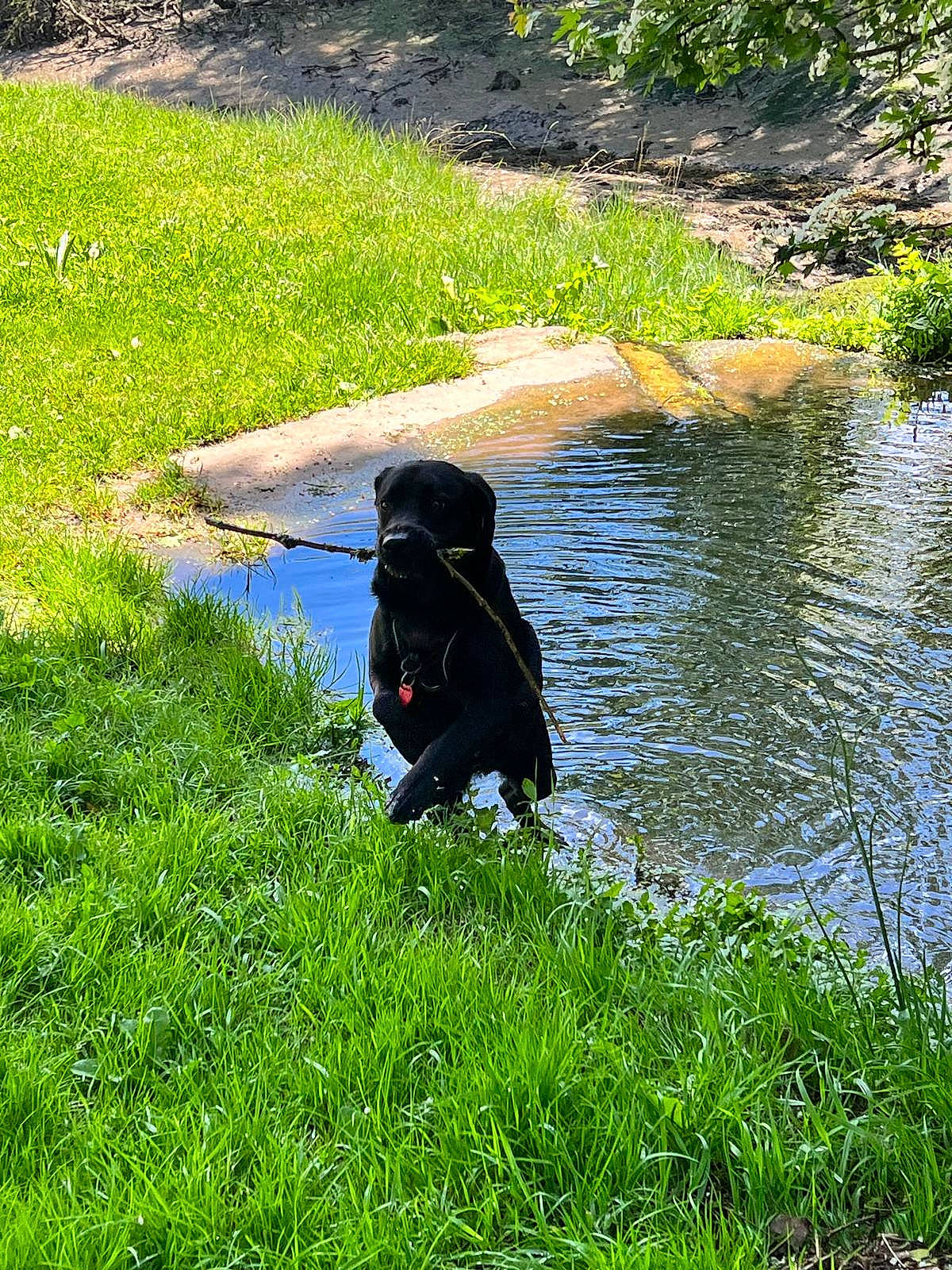 Pouchka a rejoint le concours — aidez-le/la à gagner de superbes lots ! canidae, carnivore, dog, dog_breed, garden, grass, groundcover, lake, landscape, lawn, leaf, leisure, people_in_nature, plant, shrub, sporting_group, tail, vertebrate, water, working_animal