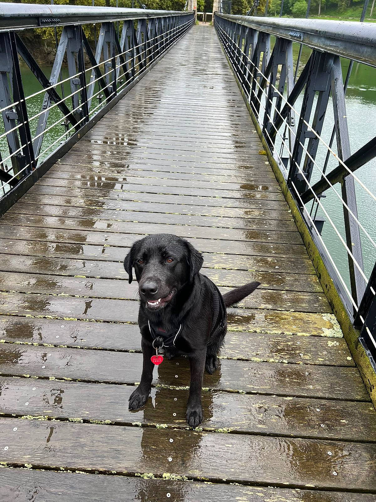 Pouchka participe au concours pour gagner de l'argent avec cette photo : bridge, carnivore, collar, companion_dog, dog, dog_breed, dog_collar, fence, flooring, handrail, plant, road_surface, sidewalk, snout, sporting_group, tree, walkway, water, wood, working_animal