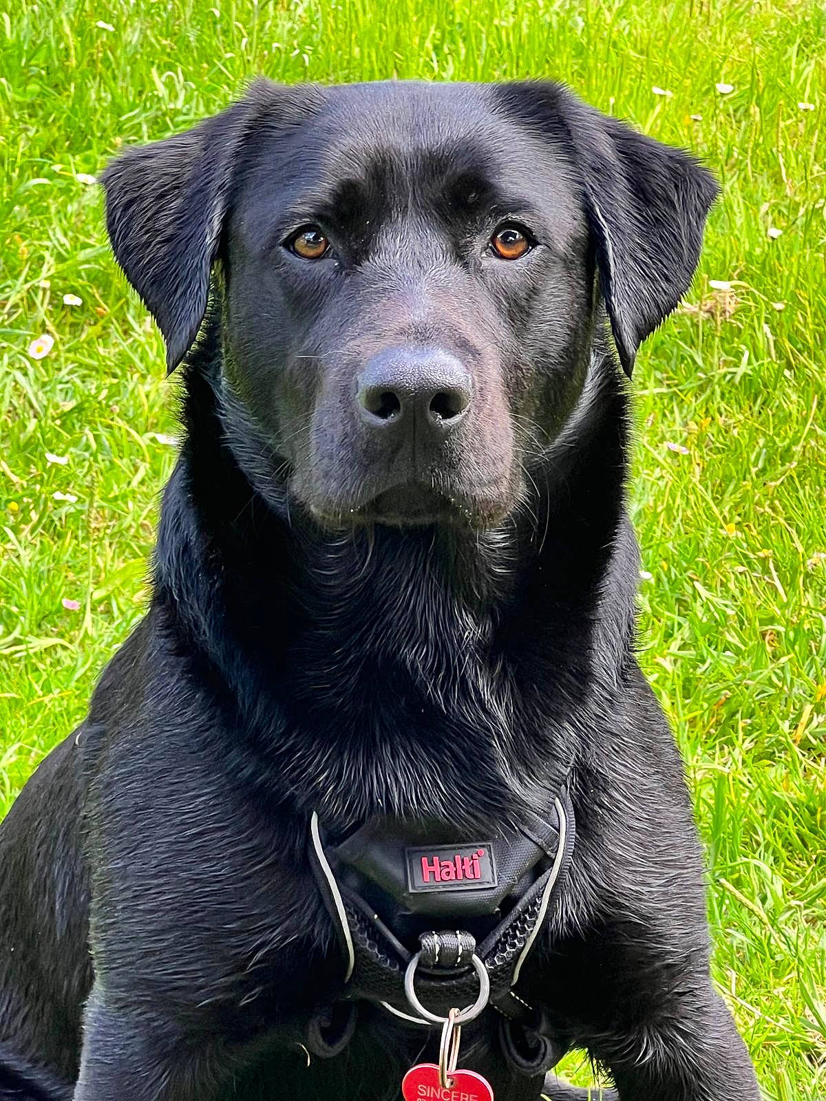 Pouchka participe au concours pour gagner de l'argent avec cette photo : borador, carnivore, collar, companion_dog, dog, dog_breed, dog_collar, grass, gun_dog, hunting_dog, pet_supply, plant, snout, sporting_group, terrestrial_animal, whiskers, working_animal