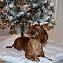 dog, dachshund, heterochromia, christmas_tree, ornaments, lights, holiday, decorations, indoor, floor, blanket, fur, pet, animal, cute, curious, festive, tree_skirt, brown, white