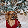 Maverick is registered to the contest to win money with this photo: dog, dachshund, red_sweater, christmas_tree, holiday, decorations, snow_frosted, lights, indoor, festive, cute, pet, animal, brown_eyes, blue_eye, fur, floor, cozy, winter, portrait
