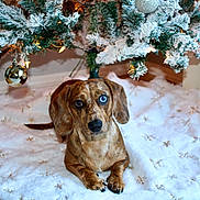 Maverick is registered to the contest to win money with this photo: dog, dachshund, heterochromia, christmas_tree, ornament, holiday, decorations, snow_flocked_tree, tree_skirt, indoor, pet, brown_dog, wood_floor, festive, cute, animal, lying_down, paw, fur, holiday_season