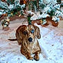 dog, dachshund, heterochromia, christmas_tree, ornament, holiday, decorations, snow_flocked_tree, tree_skirt, indoor, pet, brown_dog, wood_floor, festive, cute, animal, lying_down, paw, fur, holiday_season