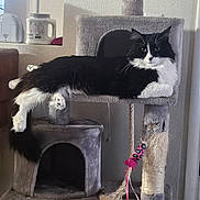 Oreo is registered to the contest to win money with this photo: cat, black_and_white, long_hair, pet, animal, feline, whiskers, blue_eyes, sitting, lounging, cat_tree, scratching_post, pet_toy, indoor, home, furniture, relaxed, portrait, fluffy, dramatic_pose