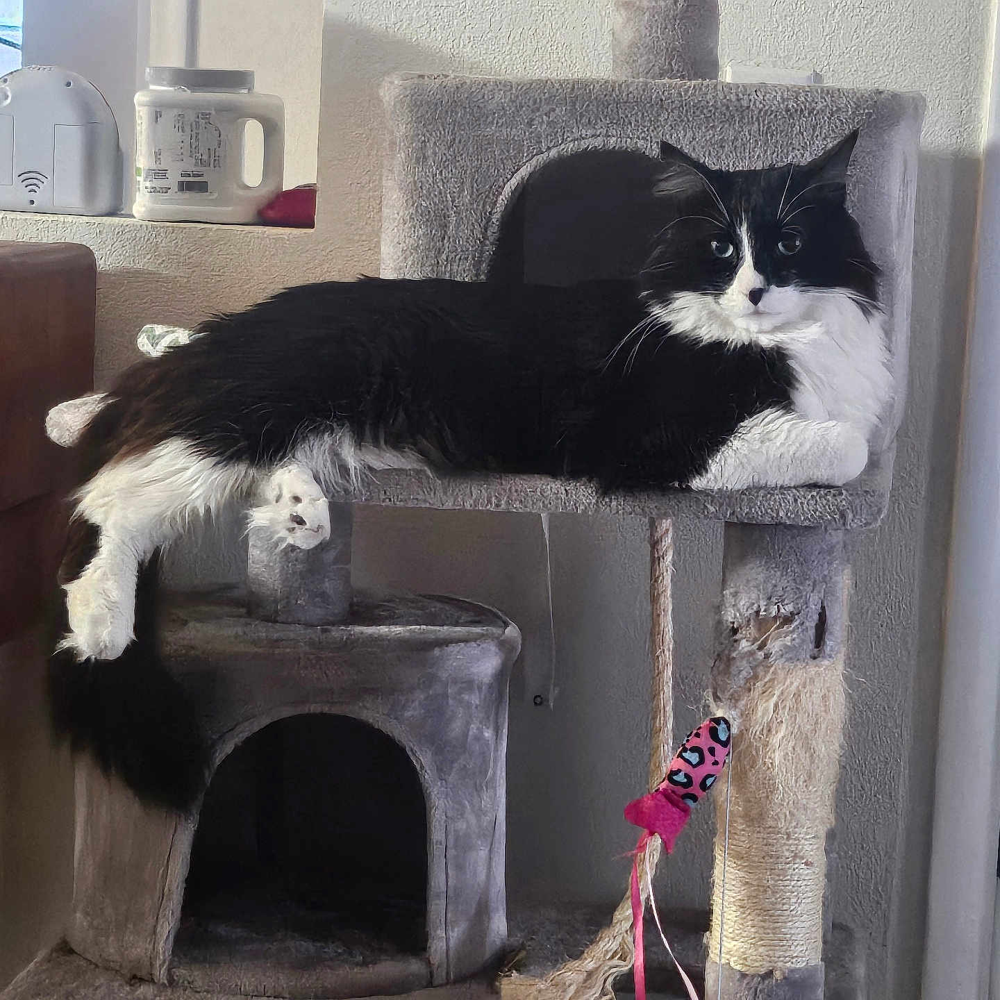 Oreo