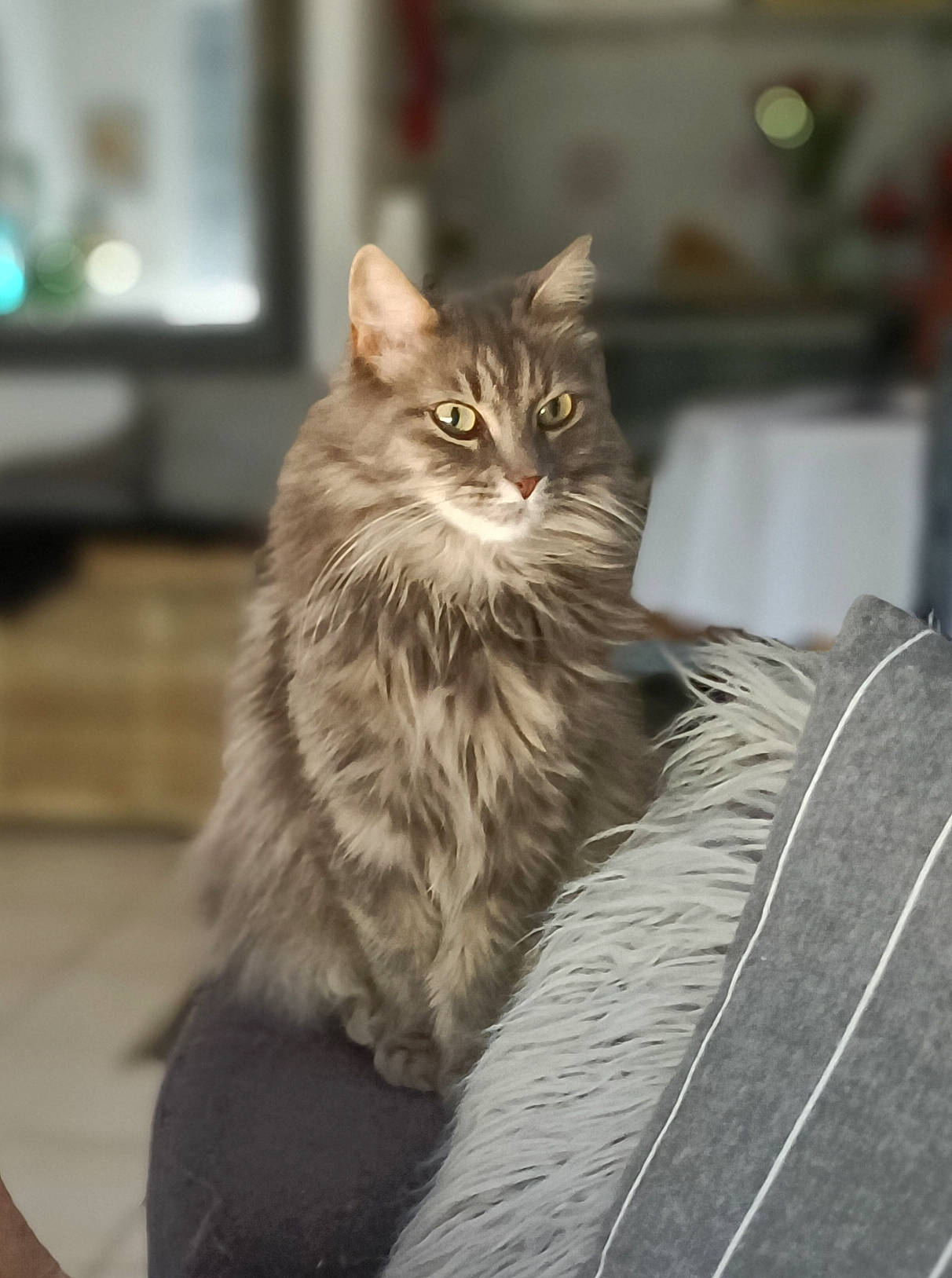 Macha participe au concours pour gagner de l'argent avec cette photo : british_longhair, carnivore, cat, claw, darkness, domestic_short_haired_cat, felidae, fur, maine_coon, sitting, small_to_medium_sized_cats, snout, terrestrial_animal, whiskers, wood