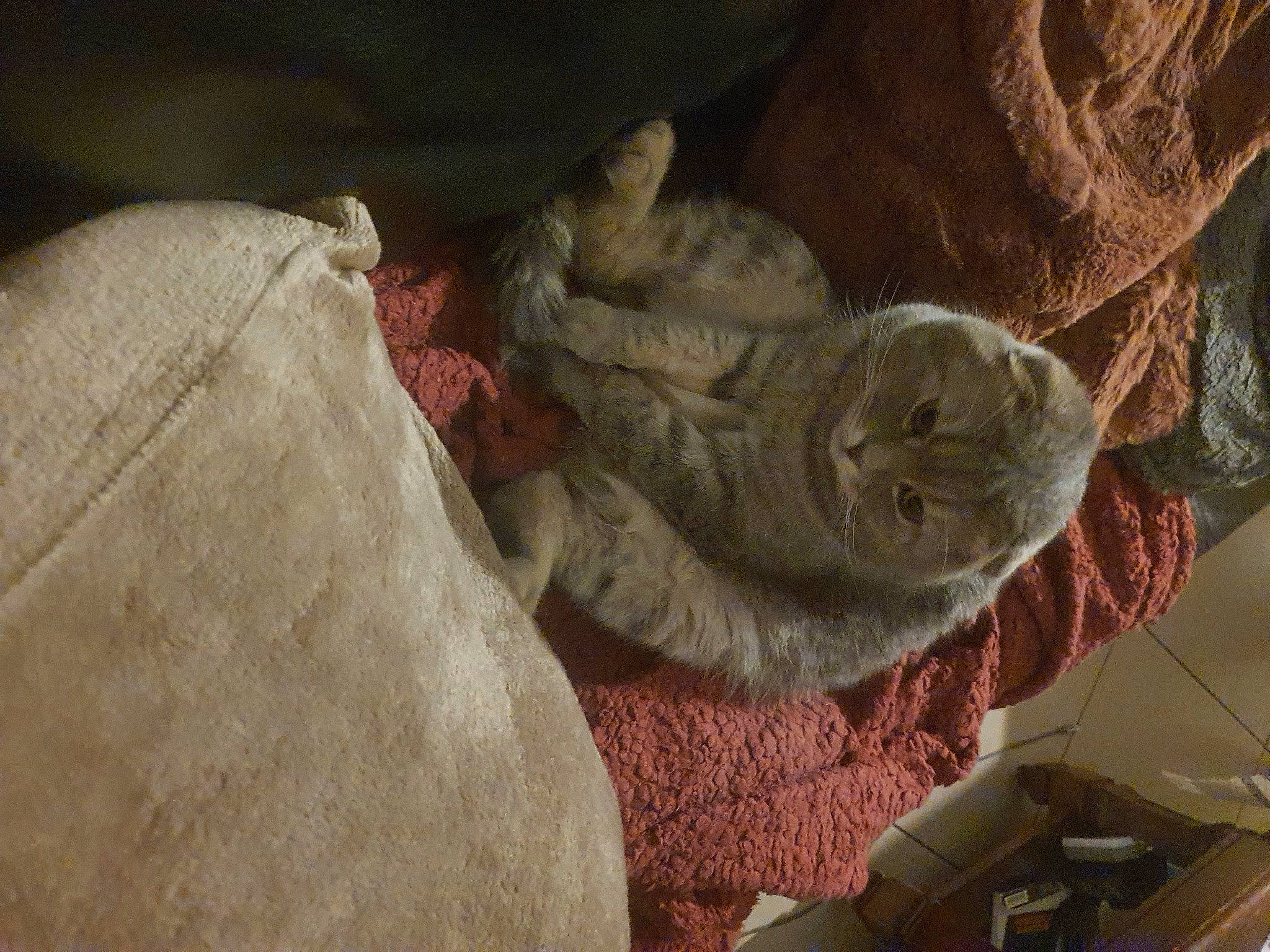 Toto a rejoint le concours — aidez-le/la à gagner de superbes lots ! art, carving, classical_sculpture, comfort, felidae, flesh, fur, linens, monument, rock, room, sculpture, small_to_medium_sized_cats, statue, thread, visual_arts, wood, wool, wrinkle