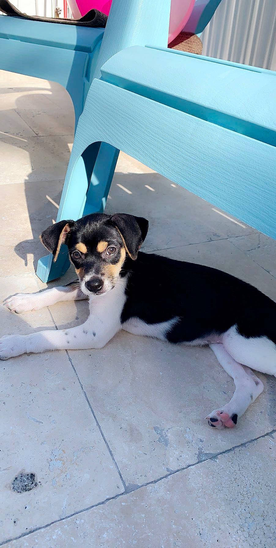 Luna joined the competition — help win amazing prizes! brazilian_terrier, canidae, carnivore, chilean_fox_terrier, companion_dog, danish_swedish_farmdog, dog, dog_breed, feist, fox_terrier, miniature_fox_terrier, rat_terrier, ratonero_bodeguero_andaluz, smooth_fox_terrier, snout, sporting_group, terrier, toy_dog, toy_fox_terrier