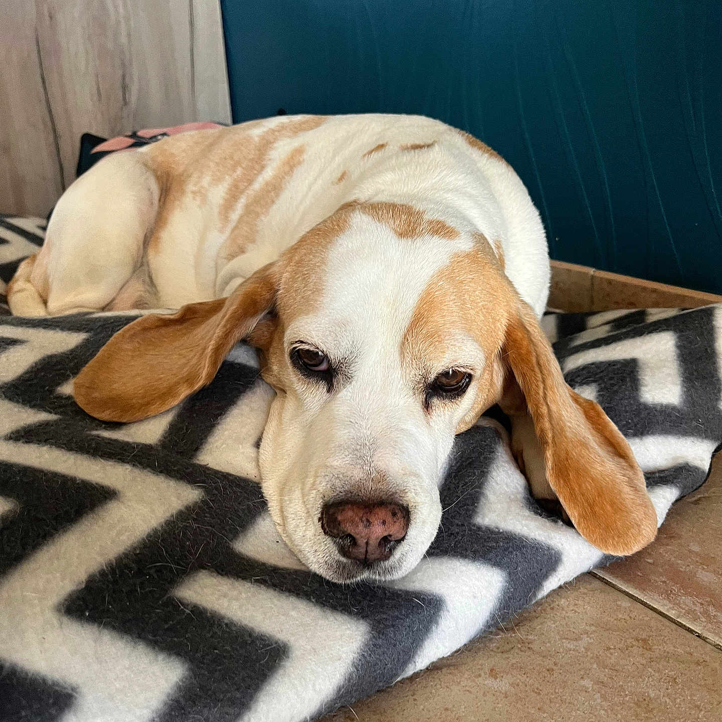 Jeny participe au concours pour gagner de l'argent avec cette photo : animal, beagle, blanket, blue_wall, brown_and_white, closeup, dog, ears, floor, fur, home, indoor, nose, pet, relaxed, resting, sleepy, tile, wooden_furniture, zigzag_pattern