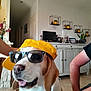 dog, beagle, sunglasses, yellow_cap, indoor, furniture, cabinet, plant, picture_frame, person_arm, floor, wall, sitting, pet, smiling, home_decor, casual, relaxed, happy, accessory
