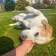 Jeny participe au concours pour gagner de l'argent avec cette photo : dog, playing, grass, garden, hand, sunlight, outdoor, pet, white_and_brown, canine, summer, nature, happy, friendly, animal, daytime, relaxed, greenery, home, fun