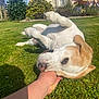 dog, playing, grass, garden, hand, sunlight, outdoor, pet, white_and_brown, canine, summer, nature, happy, friendly, animal, daytime, relaxed, greenery, home, fun