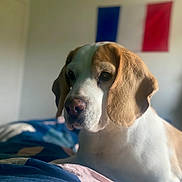 étienne a rejoint le concours — aidez-le/la à gagner de superbes lots ! dog, beagle, indoor, bed, blanket, resting, pet, canine, animal, ears, snout, fur, portrait, calm, house, flag, soft_light, closeup, muzzle, whiskers