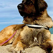 Uka participe au concours pour gagner de l'argent avec cette photo : dog, beach, sand, sky, leash, outdoor, animal, pet, fur, sunlight, relaxing, canine, nature, daytime, portrait, mammal, collar, resting, closeup, beautiful