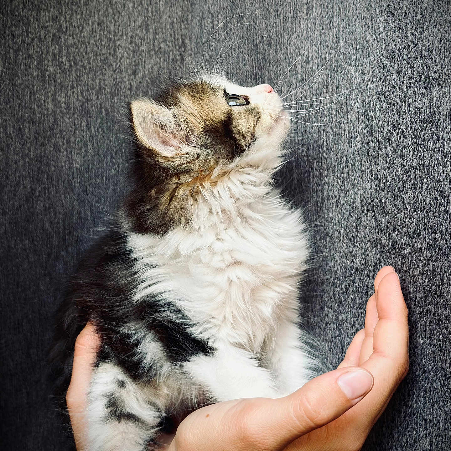 Toupie participe au concours pour gagner de l'argent avec cette photo : abyssinian, animal, bodypart, cat, face, finger, hand, head, kitten, manx, person, pet, photography, portrait, siamese, wrist