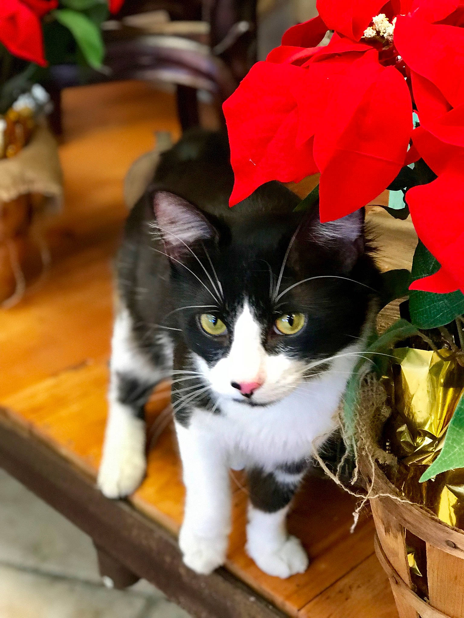 Demo joined the competition — help win amazing prizes! carmine, carnivore, cat, domestic_short_haired_cat, felidae, flowering_plant, flowerpot, fur, grass, holiday, houseplant, petal, plant, small_to_medium_sized_cats, snapshot, snout, tail, tree, whiskers, wood