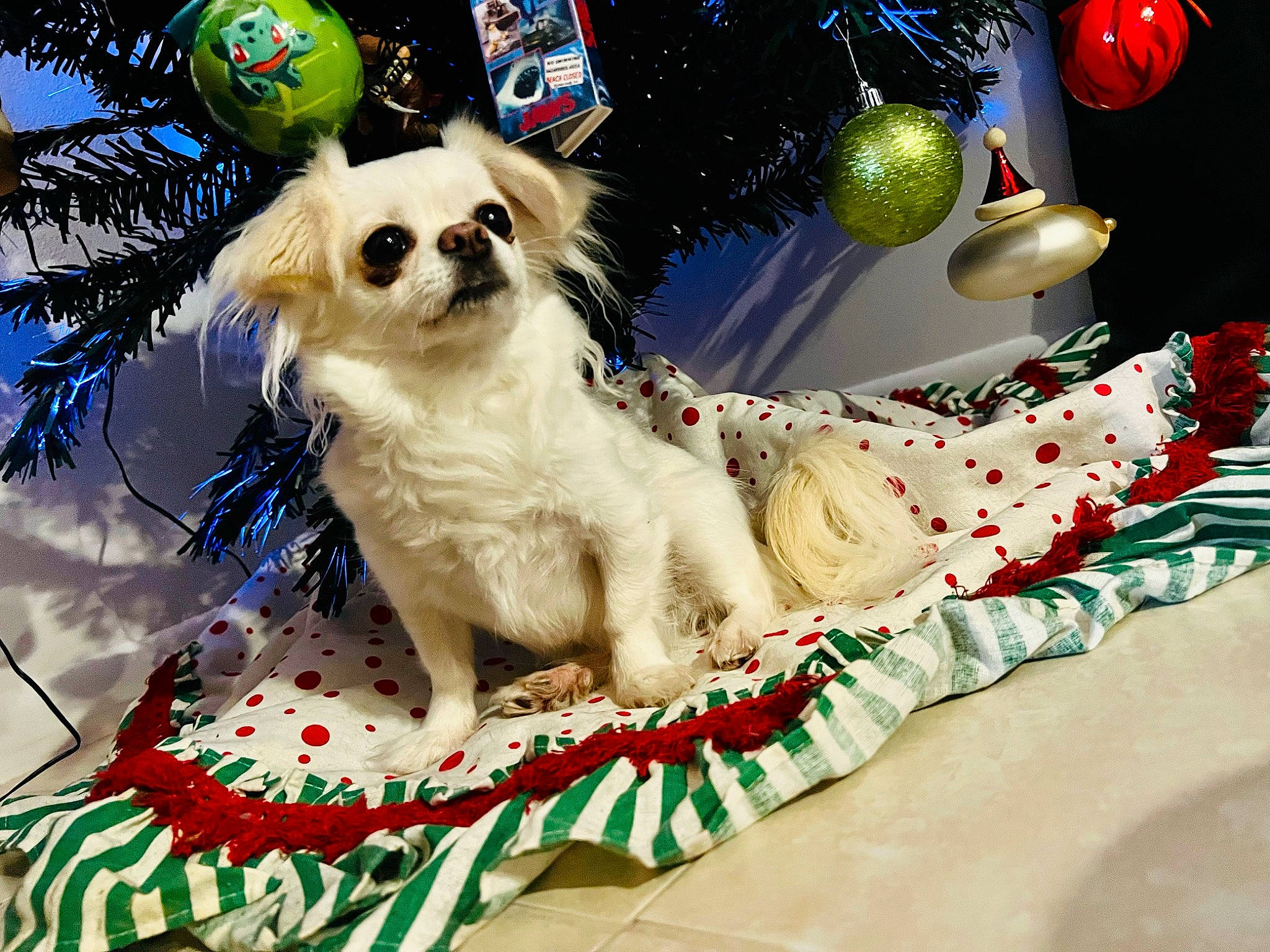 Demo is registered to the contest to win money with this photo: carnivore, christmas_ornament, collar, companion_dog, dog, dog_breed, dog_collar, dog_supply, event, eyewear, fawn, fur, holiday, holiday_ornament, ornament, pet_supply, snout, toy_dog, tree, whiskers