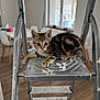 Loki a rejoint le concours — aidez-le/la à gagner de superbes lots ! animal, cat, chair, curious, cute, dining_table, domestic, furniture, household, indoor, kitten, paint_splatter, pet, playful, resting, stepladder, tabby, window, wooden_floor, young