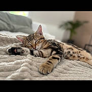 Loki a rejoint le concours — aidez-le/la à gagner de superbes lots ! animal, bedroom, blanket, cat, closeup, comfort, cozy, cute, feline, fur, home, indoor, kitten, paw, pet, relaxation, resting, sleeping, soft, tabby