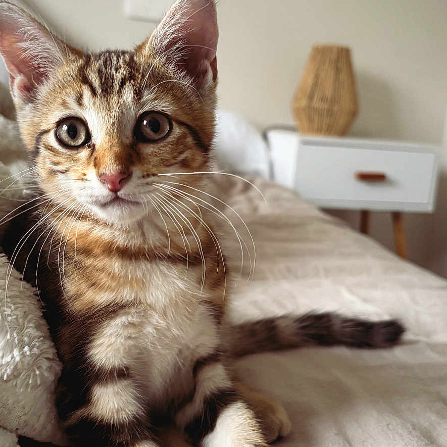 Loki participe au concours pour gagner de l'argent avec cette photo : animal, bed, blanket, cat, closeup, cozy, curious, cute, domestic, fur, furniture, indoor, kitten, lamp, pet, portrait, resting, tabby, whiskers, young