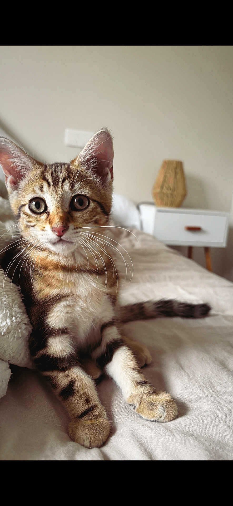 Loki