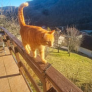Oslo participe au concours pour gagner de l'argent avec cette photo : cat, ginger_cat, balcony, railing, sunlight, outdoor, mountains, valley, trees, grass, house, roof, daytime, nature, animal, pet, feline, walking, tail_up, wood