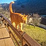 cat, ginger_cat, balcony, railing, sunlight, outdoor, mountains, valley, trees, grass, house, roof, daytime, nature, animal, pet, feline, walking, tail_up, wood